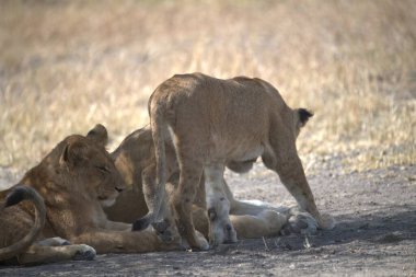 Genç bir dişi aslanın parkta aslan yavrusuyla yakın çekimi.