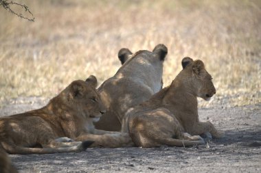 Afrika 'nın vahşi ormanlarında aslan ailesi