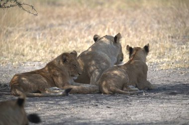 Savannah 'da aslan ailesi