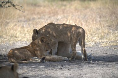 Güney Afrika 'daki Kruger Ulusal Parkı' nda dişi aslan ve erkek aslan yavrusu..