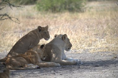 Genç bir aslan yavrusu çimenlerde yatıyor.