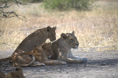 Afrika, Namibya 'da aslan ailesi oynuyor. yüksek kaliteli fotoğraf