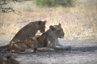 Aslan yavrusu çimlerin üzerinde dinleniyor.