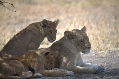 Vahşi aslan yavrusu