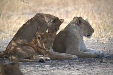 Güney Afrika 'da safaride aslanlar