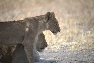 Aslan (panthera leo) Kenya savanasında yürüyor