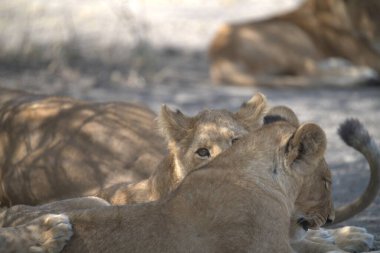 Kenya savanındaki aslan