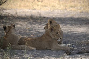 Aslan Kruger National park
