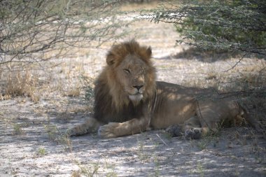 Afrika erkek aslanı, Panthera leo erkek, yetişkin