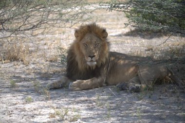 Etoşa Milli Parkı 'ndaki aslan.