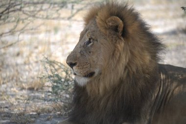 Gündüz vakti çimlerin üzerinde bir erkek aslanın yakın çekimi.