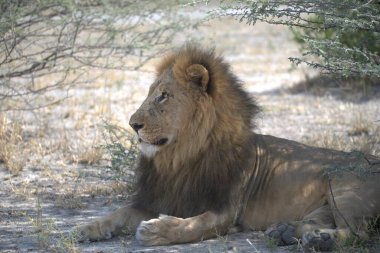 Afrika aslanı, vahşi yaşam.