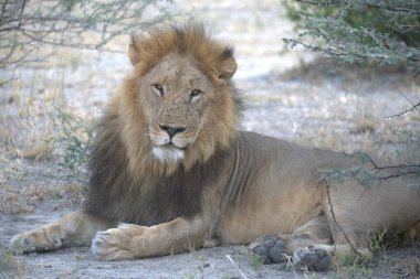 Hayvanat bahçesindeki aslan