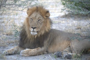 Hayvanat bahçesindeki aslan