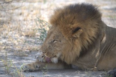 Hayvanat bahçesindeki aslan