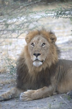 Erkek aslan çimlerde