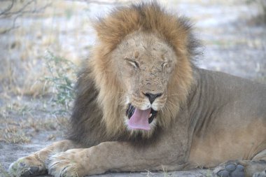 erkek aslan, Panthera leo