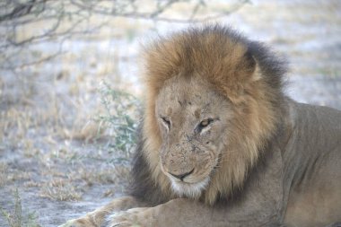 Hayvanat bahçesindeki aslan