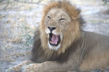 Afrika aslanı Kruger National park, Güney Afrika