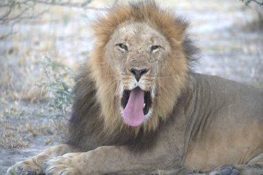 Kenya savanındaki aslan