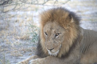 Bir Afrika aslanı portresi