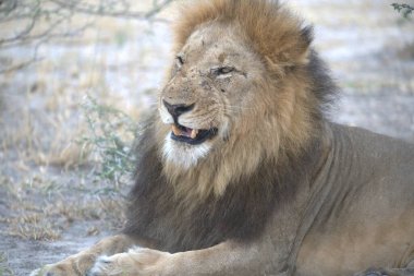 Aslan hayvan, aslan memeli.