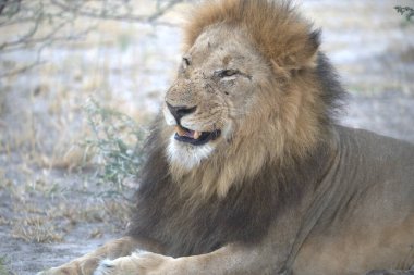 Hayvanat bahçesindeki aslan