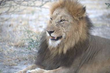 Afrika erkek aslanı vahşi doğada