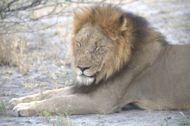 Kenya savanındaki aslan