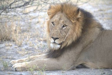 Aslan (panthera leo). Vahşi doğadaki hayvan