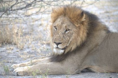 Işıkların altındaki çimlerde bir aslanın yakın çekimi.