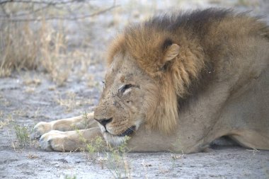 Aslan çimenlerde yatıyor.