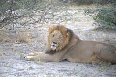 Kuru bir çalılıkta yatan aslan.