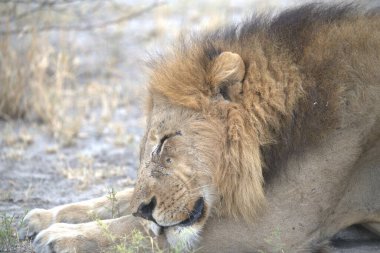 Çimenlerde yatmak aslan