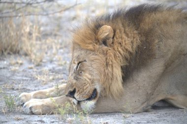 Kenya savanındaki aslan