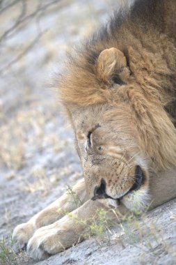 Yalan söyleyen aslanı yakından izle.