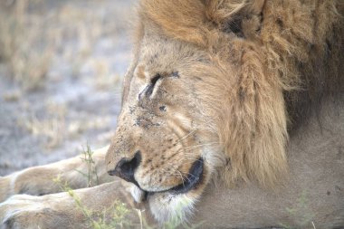 Afrika, Kenya savanındaki erkek aslan.