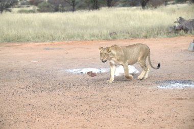 Afrika bozkırlarında bir aslan yürüyor.