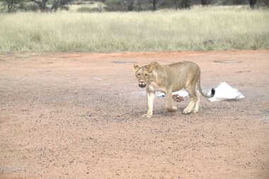 Afrika bozkırında beyaz bir aslan.