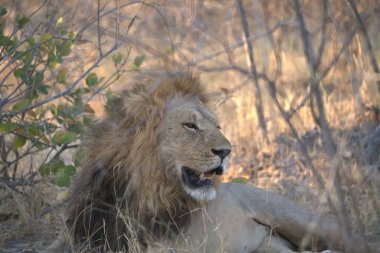 Afrika 'nın güneyindeki Kruger Park' taki aslan.