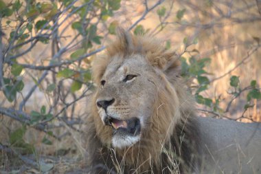 Afrika 'nın savanasındaki aslan.