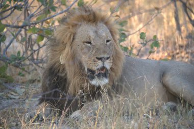 Bir erkek aslan çimlerin üzerinde yatıyor.