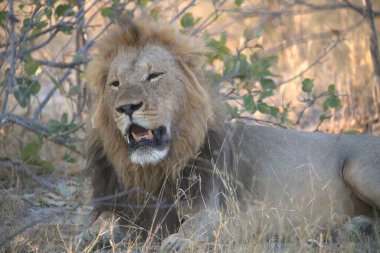 Savanadaki erkek aslanlar