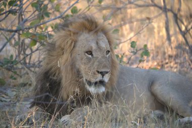 Afrika savanındaki aslan.