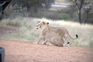 Güney Afrika 'da dişi aslan yolda.