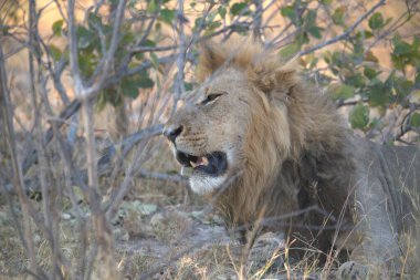 Erkek aslan, Kruger National Park, Güney Afrika