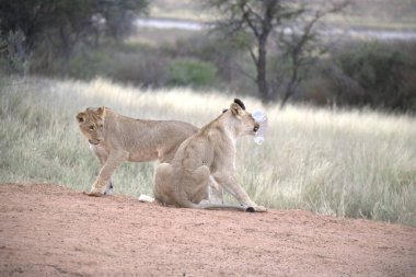 Savanadaki güzel vahşi aslanlar.