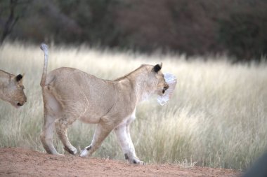 Savanadaki bir grup vahşi aslan.