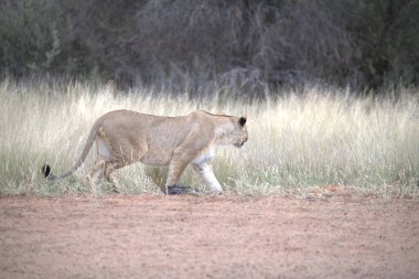 Namibya 'daki Etoşa Milli Parkı' nda bir aslan