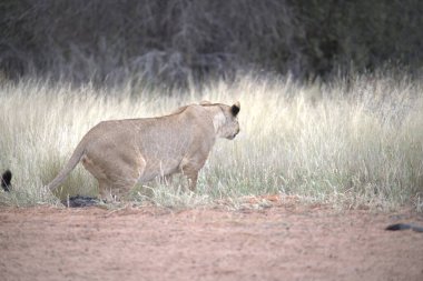 Kenya savanındaki aslan